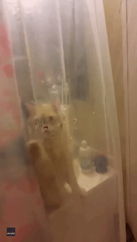 Here's Kitty! Cat Rips Through Shower Curtain to Get to Water