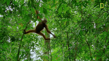 Swinging Nat Geo GIF by National Geographic TV