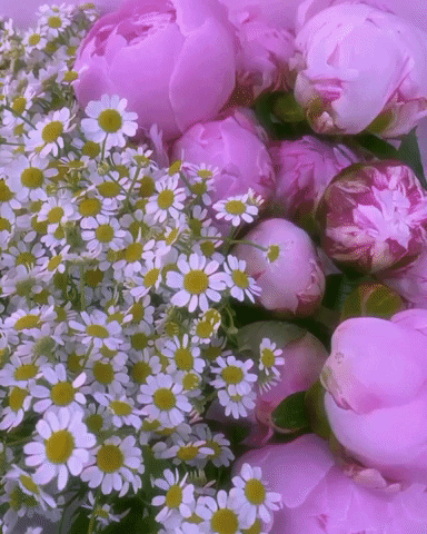 mudurbanflowers giphyupload daisy peony peonies GIF