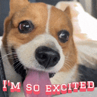 Excited Corgi GIF