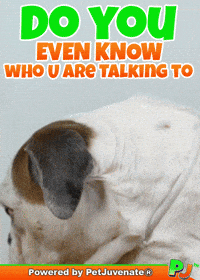 PetJuvenate petjuvenate henlo hooman fren love rescue dogs treatos and woofer for pupper GIF