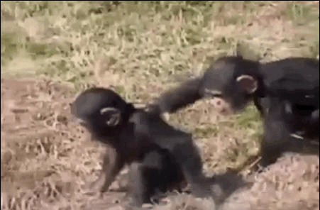 monkey falling GIF
