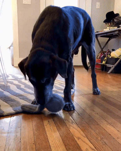 My Dog Burt Plays with New Shaking Tail Toy