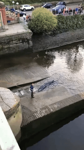 Baby Whale Stuck at Richmond Lock on River Thames