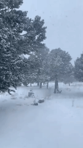 Wind Blows Powdery Snow in Eastern Arizona