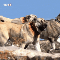 Happy Where Are You GIF by TRT
