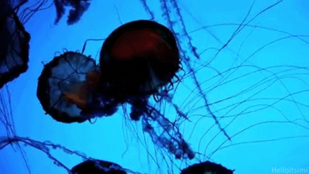 Sea Jellyfish GIF