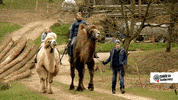 Tiere Bis Unters Dach Riding GIF by SWR Kindernetz