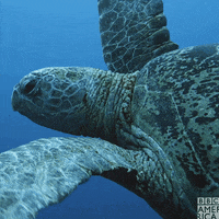 Life Story Swim GIF by BBC America