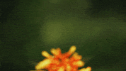 bird flying GIF by TED