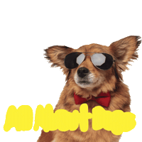 Cool Dog Sticker by allaboutdogsshow