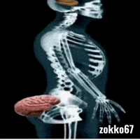 Zokko67 GIF