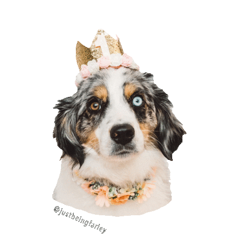 justbeingfarley giphyupload dog birthday unimpressed Sticker