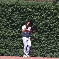 Cardinals Ivy GIF