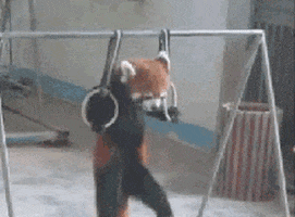 Pull Up Red Panda GIF