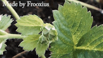plants GIF by Cheezburger