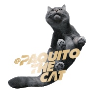 Licking Cat Food Sticker by Sheba Official