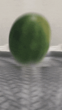 Watermelon Cat GIF