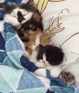 cuteanimalland giphyupload GIF