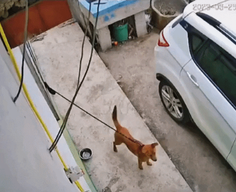 cuteanimalland giphyupload GIF