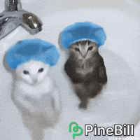 Funny Cats GIF by PineBill