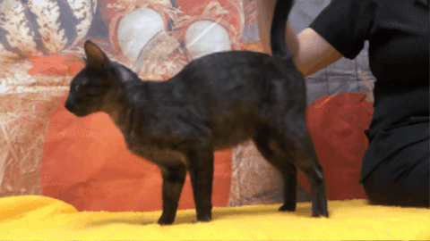 spencernews giphygifmaker GIF