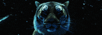 tiger GIF