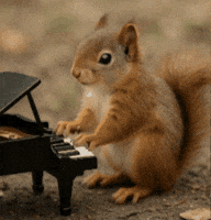 Piano Squirrel GIF by Studio Voisier