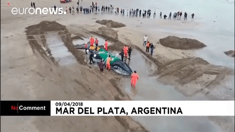 whale GIF by euronews
