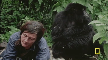 fossey GIF by National Geographic Channel