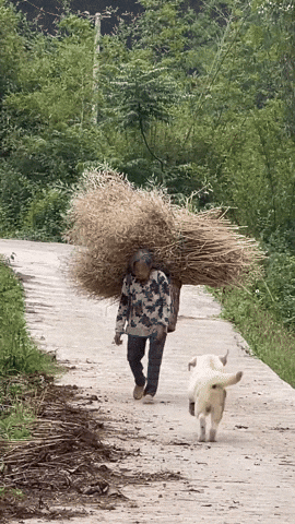 cuteanimalland giphyupload GIF