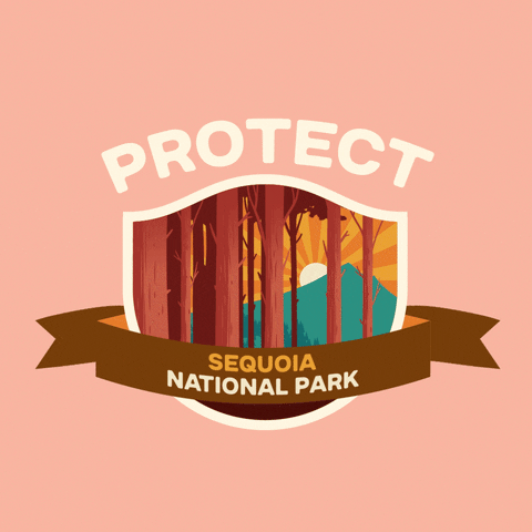 Digital art gif. Inside a shield insignia is a cartoon image of towering redwood trees in a forest, a mountain in the background. Text above the shield reads, "protect." Text inside a ribbon overlaid over the shield reads, "Sequoia National Park," all against a pale pink backdrop.