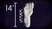 Bigfoot GIF by BuzzFeed