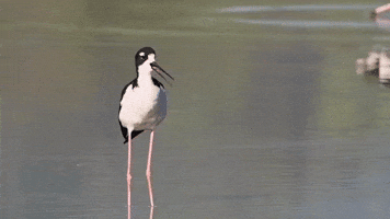 Hawaiian stilt, ae‘o