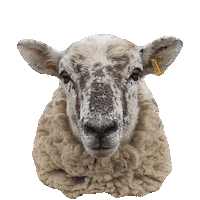 serious sheep STICKER by imoji