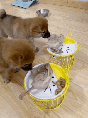 cuteanimalland giphyupload GIF