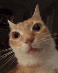Cat GIF