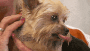 Dr Pol Dog GIF by Nat Geo Wild