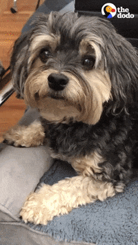 Dog GIF by The Dodo