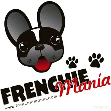 frenchiemania giphygifmaker bulldog frenchie frenchbulldog GIF