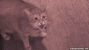 Hands Wash GIF