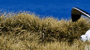 blue planet birds GIF by BBC America