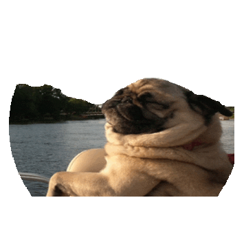 relax pug STICKER by imoji