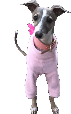 Italian Greyhound Piper Sticker by normanandpiper