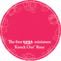 Rose Sticker by Star Roses and Plants