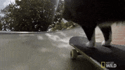 cats skateboarding GIF by Nat Geo Wild 