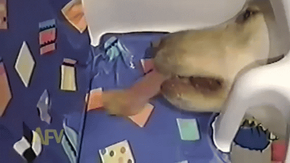 tastefullyoffensive GIF