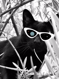 Chpulidozas GIF by Bijapy.es