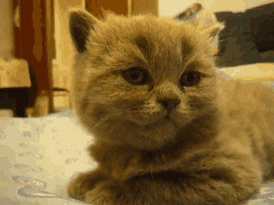 Video gif. A round little grey cat stares off into space. All of a sudden, its head falls down, asleep.