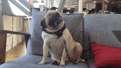 Video gif. Pug sitting on a couch cocks its head left to right and back again. Question marks appear around it as it moves its head.
